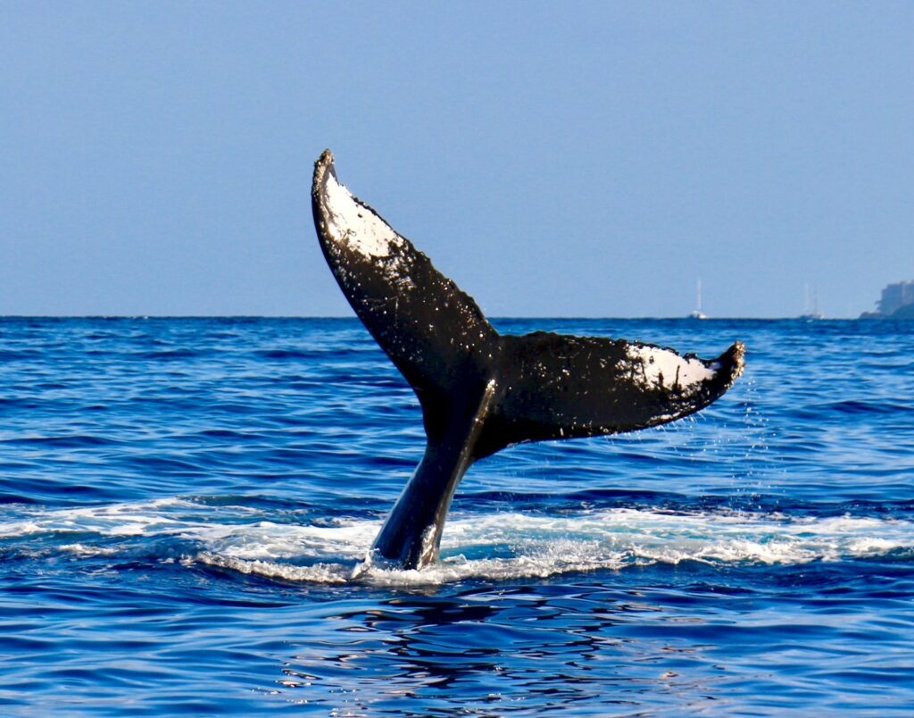 Go whale watching in Maui