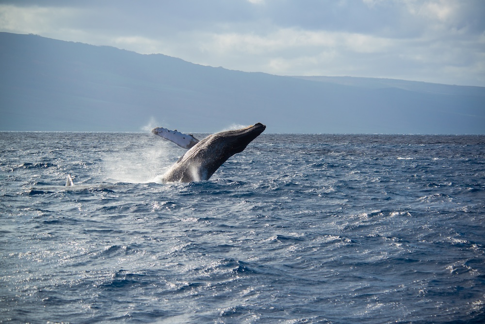 A humpback whale breaching the ocean's surface off the coast of Maui