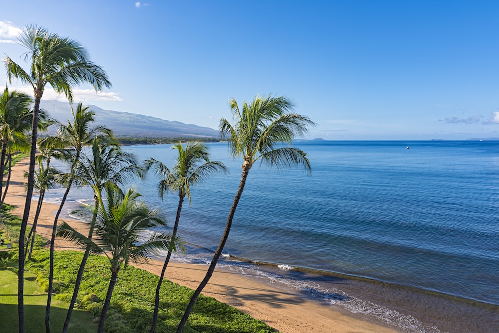 Shoreline and palm trees on a beach in Maui